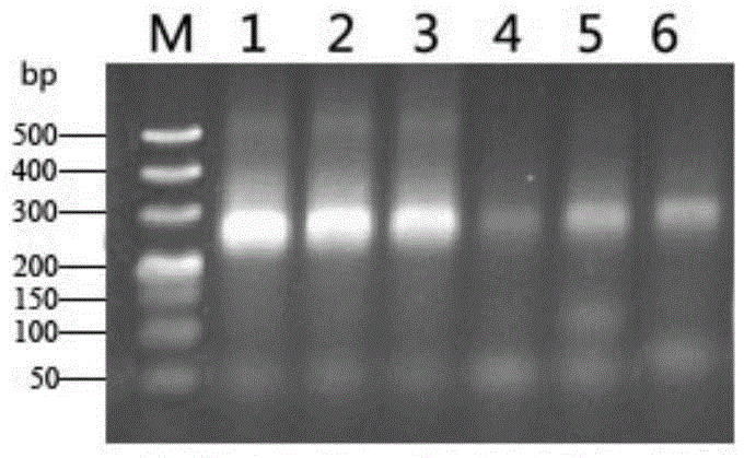 Method for total DNA extraction and diversity analysis of ship ballast water microorganisms