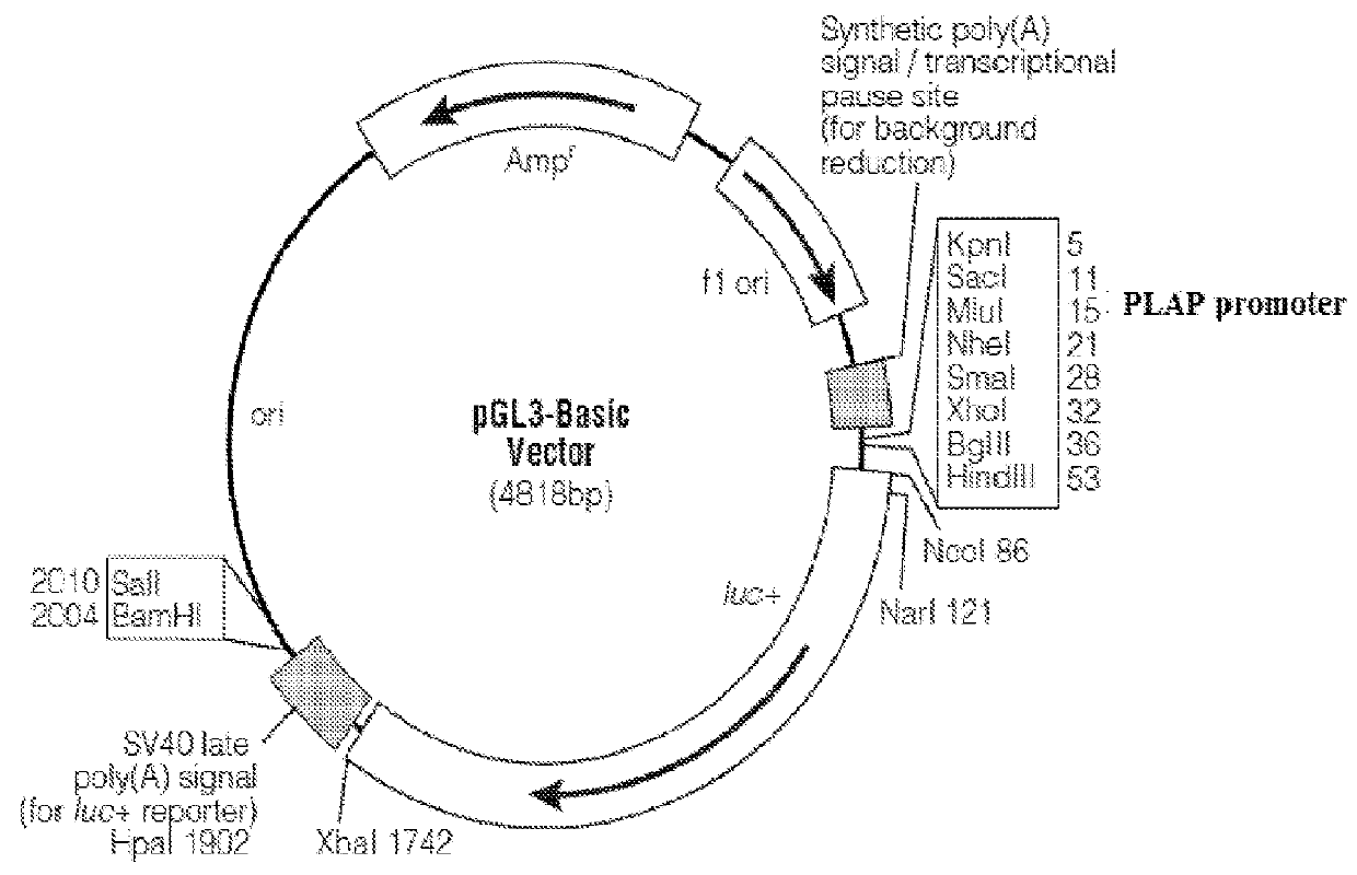 Placental Like Alkaline Phosphatase (PLAP) Promoter Mediated Cell Targeting