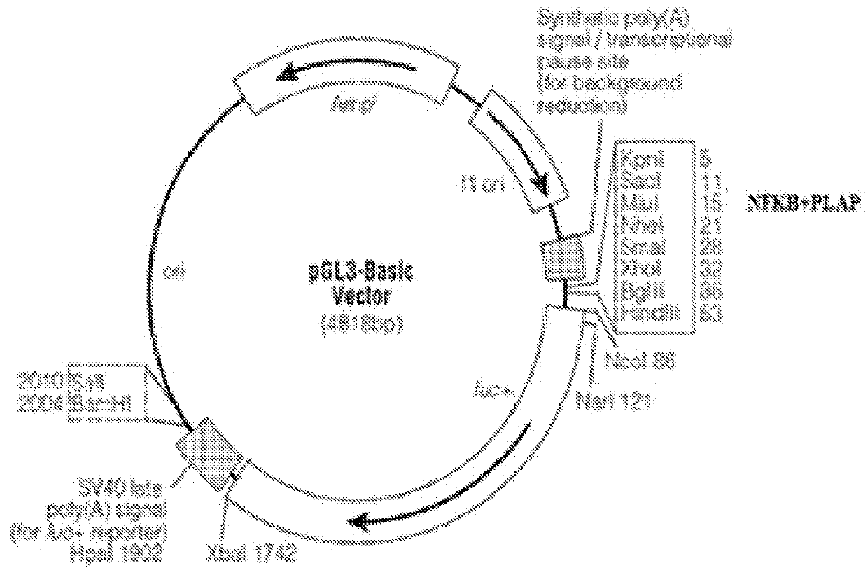 Placental Like Alkaline Phosphatase (PLAP) Promoter Mediated Cell Targeting