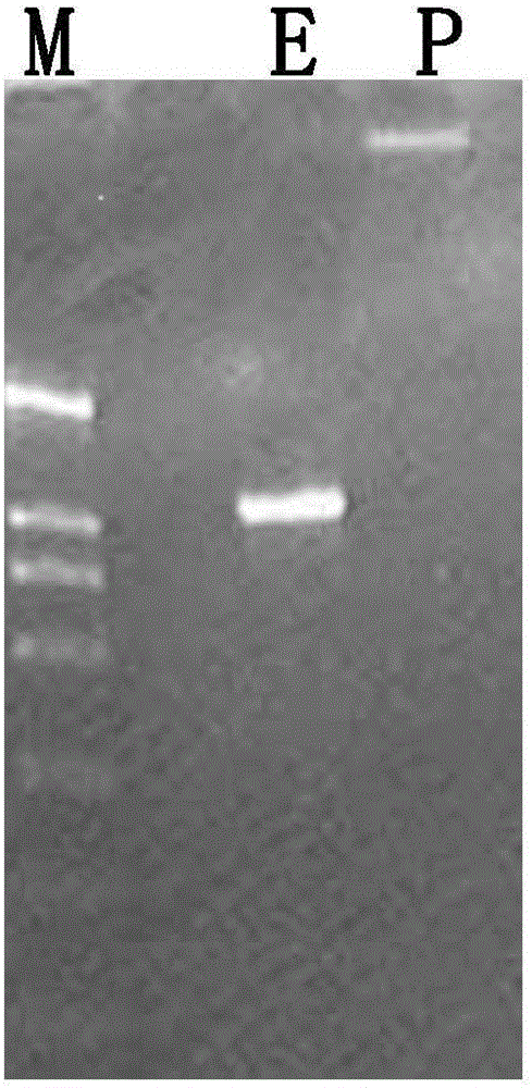 Constructing and expression method of recombinant lactobacillus for hog cholera virus E2 gene