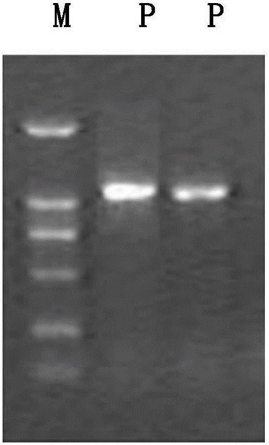 Constructing and expression method of recombinant lactobacillus for hog cholera virus E2 gene