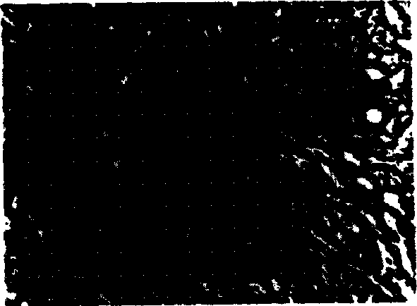 Method for preparing tissue engineered corneal epithelium implantation sheet from epidermis stem cell, and its application