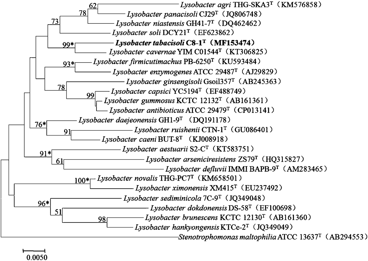Lysobacter and application thereof
