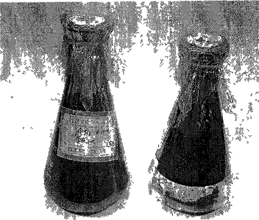 Viscosity reduction bacteria for increasing recovery ratio of petroleum, and application