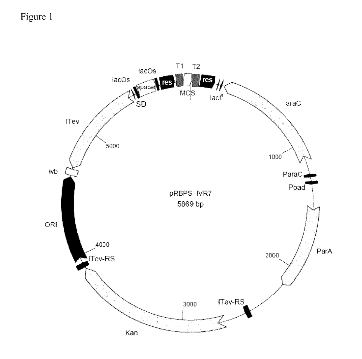 Plasmid for minicircle production