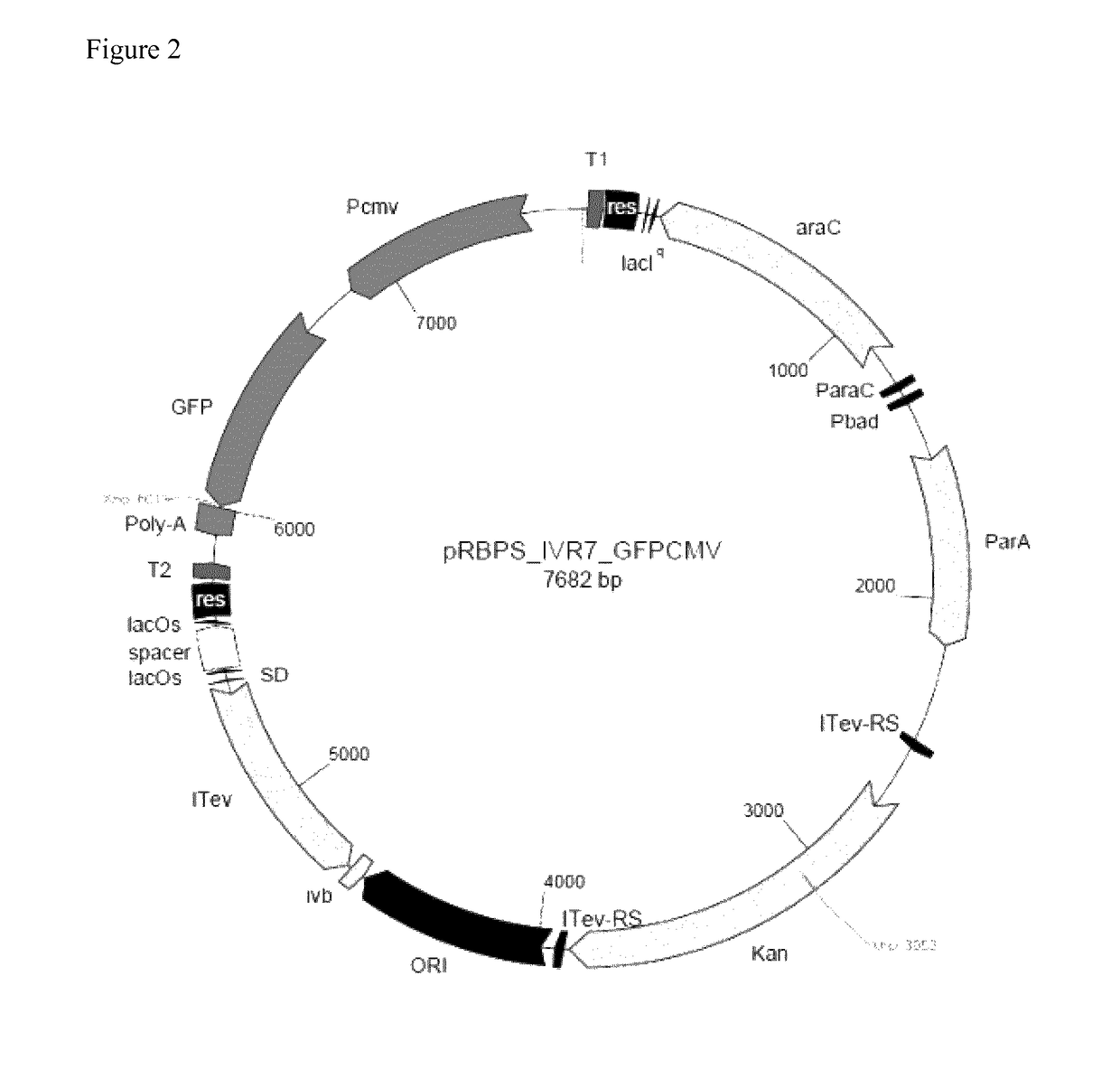 Plasmid for minicircle production