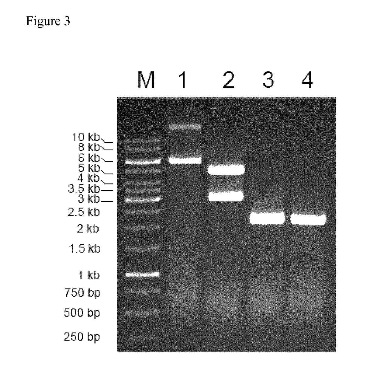 Plasmid for minicircle production
