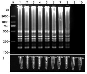 LAMP (loop-mediated isothermal amplification) detection primers of banana fusarium wilt bacteria No. 4 microspecies and application thereof