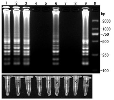 LAMP (loop-mediated isothermal amplification) detection primers of banana fusarium wilt bacteria No. 4 microspecies and application thereof