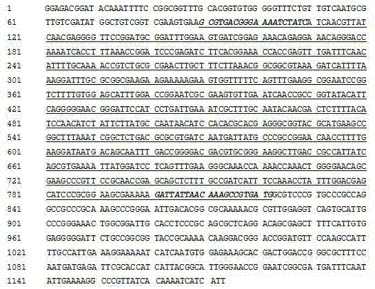 Specific PCR (polymerase chain reaction) method for rapidly identifying common high temperature actinomyces