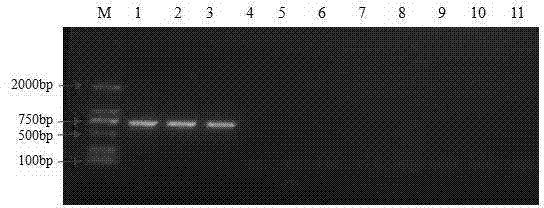 Specific PCR (polymerase chain reaction) method for rapidly identifying common high temperature actinomyces