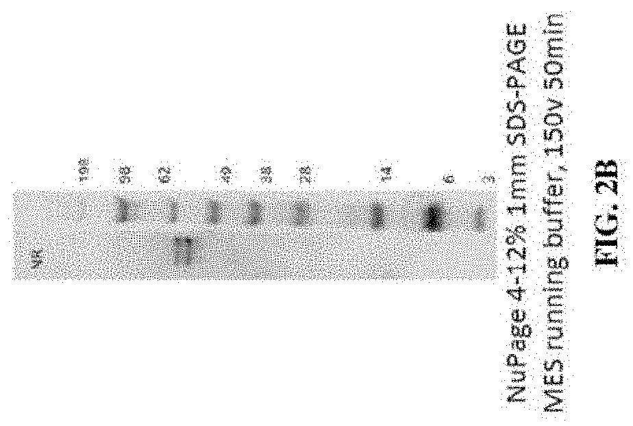 Muscle-targeting complexes and uses thereof