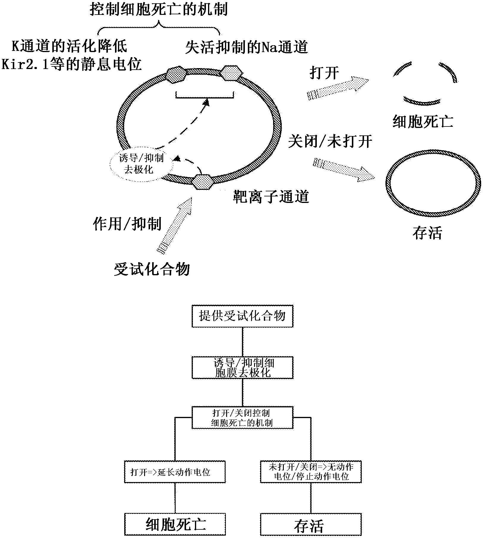 Material for screening for compound capable of acting on ion channel, and use thereof