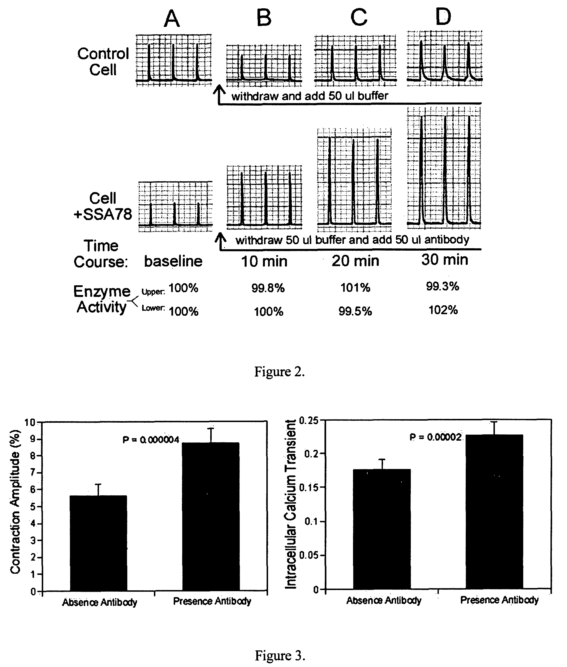 Inotropic antibodies and therapeutic uses thereof