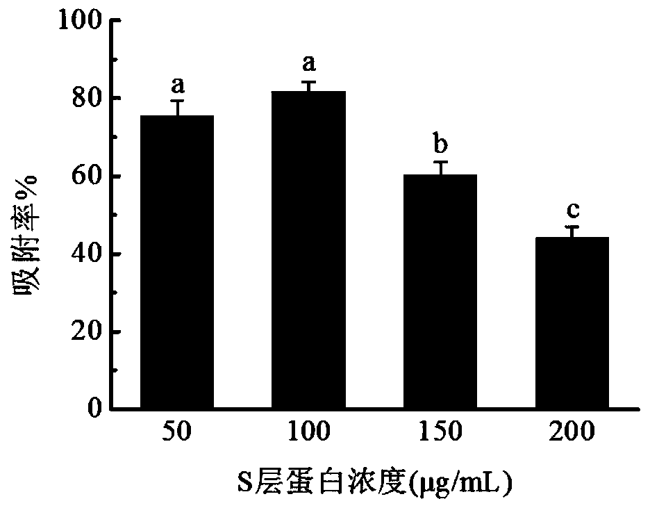 Nano-silver compound modified by S-layer protein and preparation method and application of nano-sliver compound