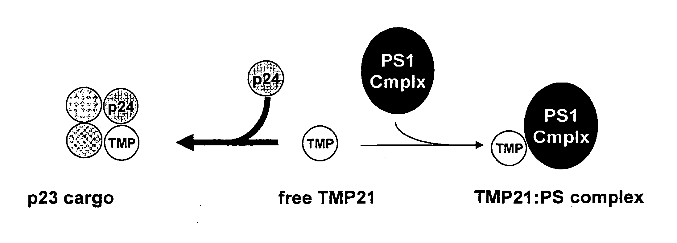 Modulator of gamma-secretase