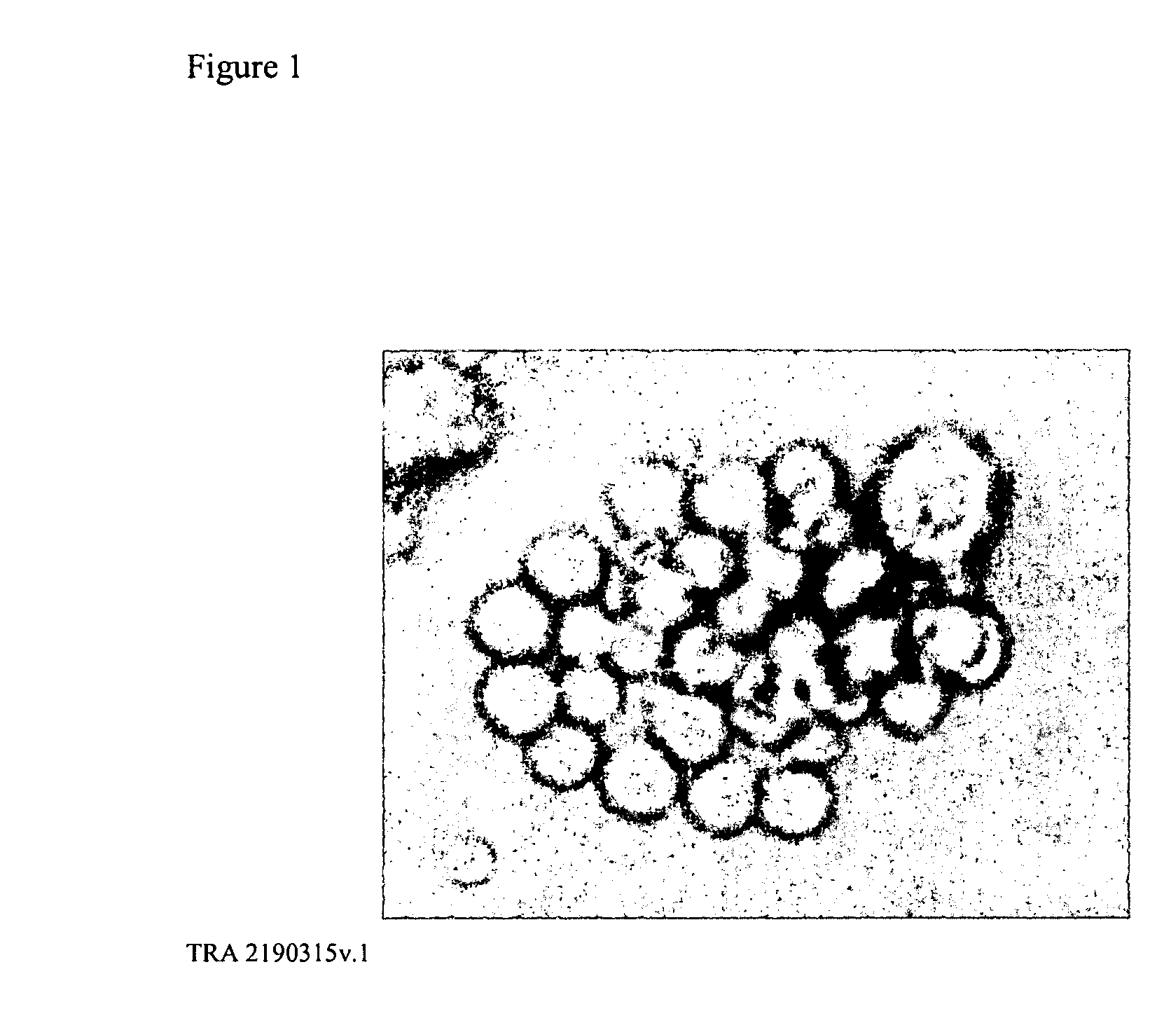 Methods of producing stable B-lymphocytes