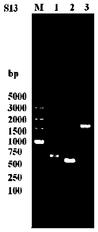 Saccharomyces cerevisiae strain producing high-grade alcohols at low yield and built through regulating and controlling cell wall constitutive proteins