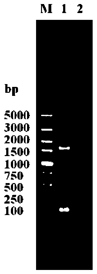 Saccharomyces cerevisiae strain producing high-grade alcohols at low yield and built through regulating and controlling cell wall constitutive proteins