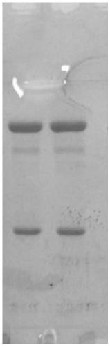 Antibody against HRP-II of Plasmodium falciparum