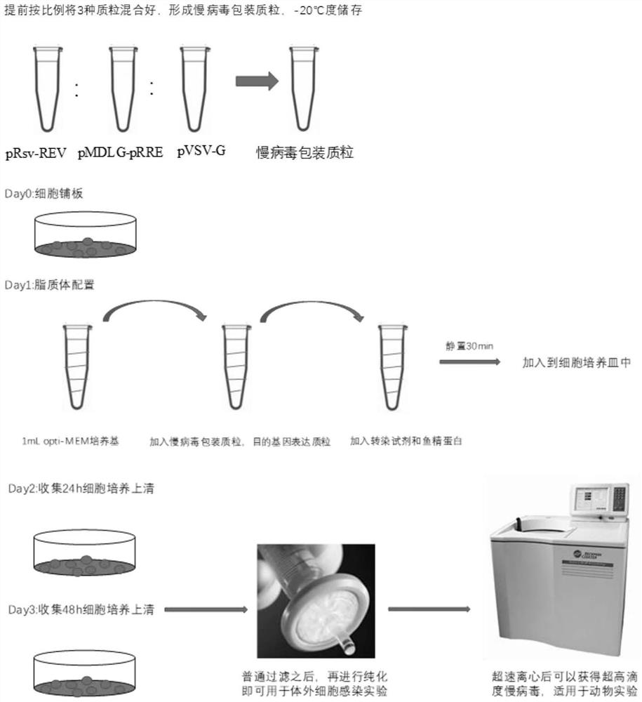 Packaging method for rapidly obtaining high-titer lentivirus