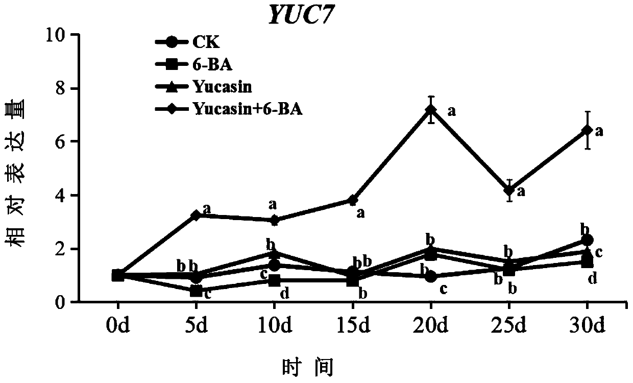 Method for promoting bud differentiation in Qijian white cymbidium sinense tissue culture process