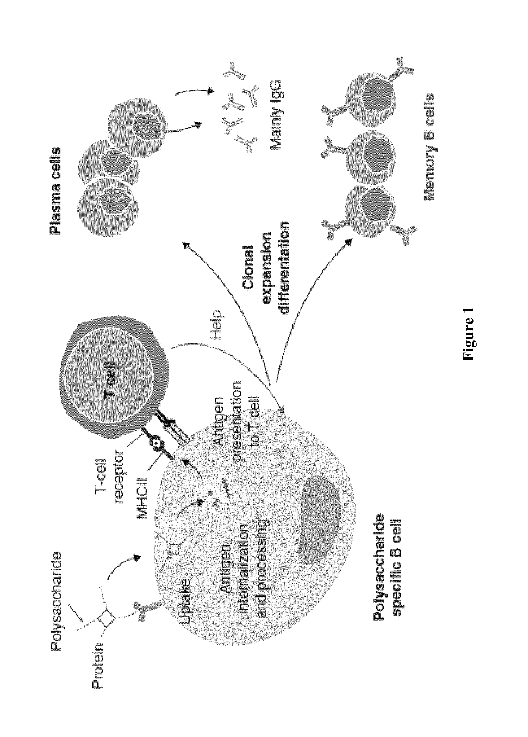 Nonlinear saccharide conjugates