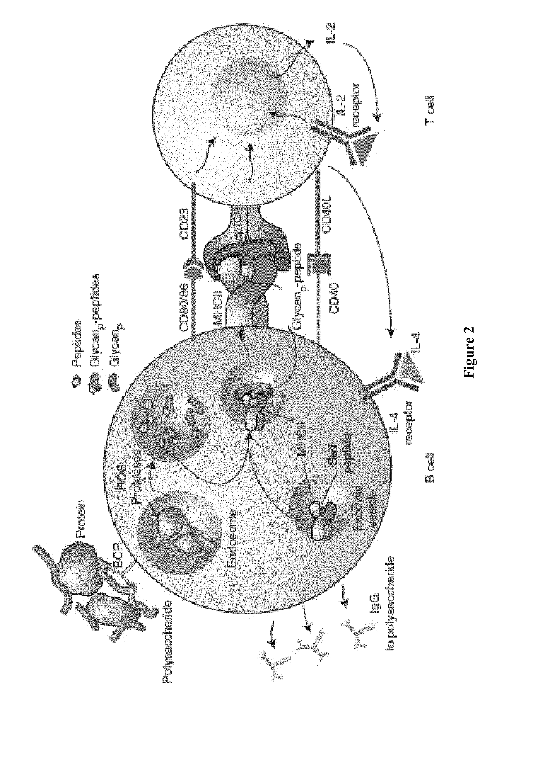 Nonlinear saccharide conjugates