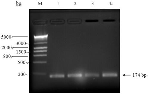 Construction of a tomato psy 1 gene CRISPR-Cas9 system and its application