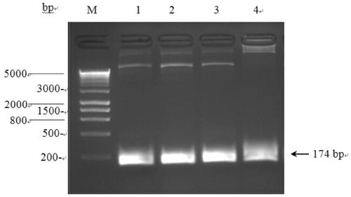 Construction of a tomato psy 1 gene CRISPR-Cas9 system and its application
