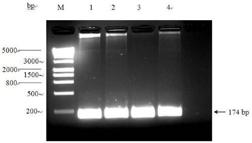 Construction of a tomato psy 1 gene CRISPR-Cas9 system and its application