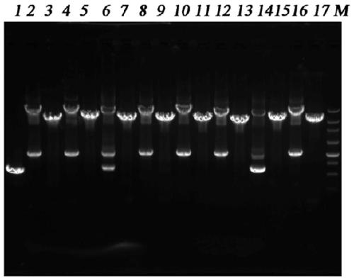 Duck Tembusu virus e protein truncated gene, recombinant duck plague virus and its construction method and application