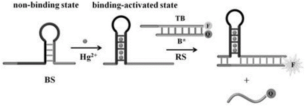 Suturing Toehold activation method used for controlling DNA strand displacement reaction and toolkit