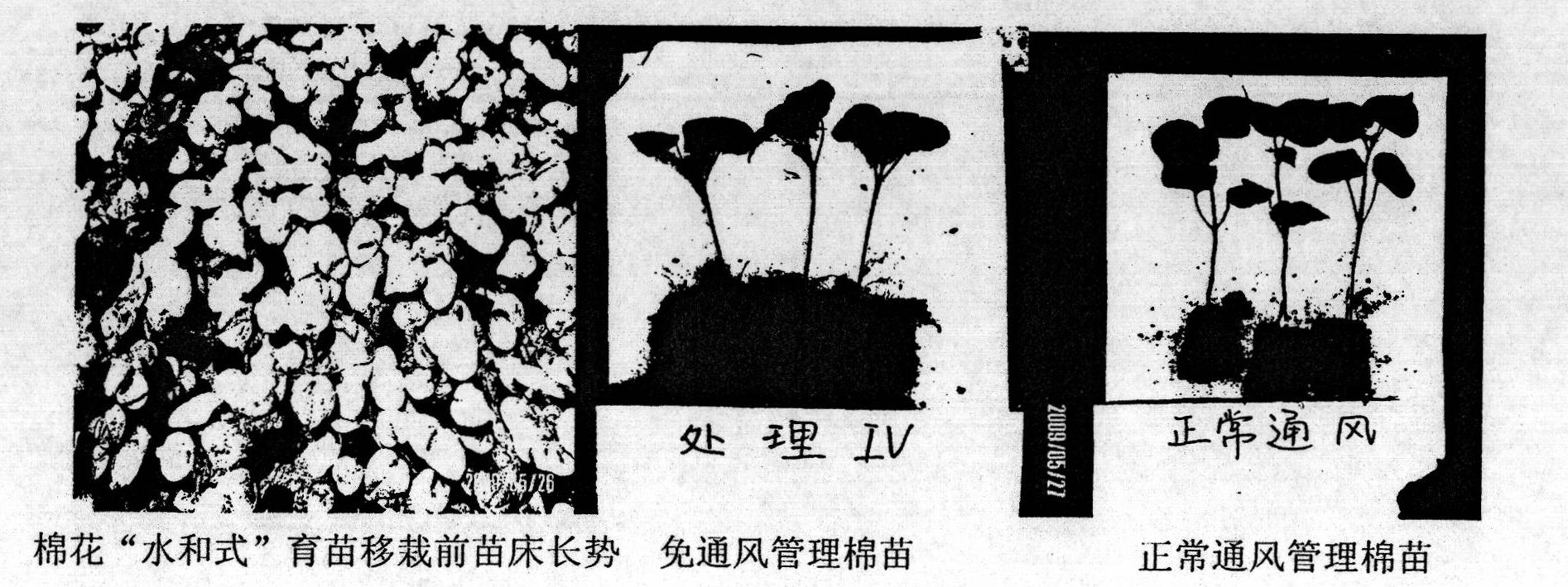 Small pot preparation method for cotton and water-saturation type seedling