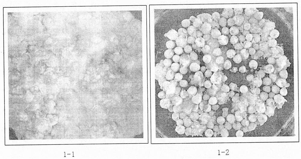 A kind of disintegrating magnesium-containing granular fertilizer and its preparation method