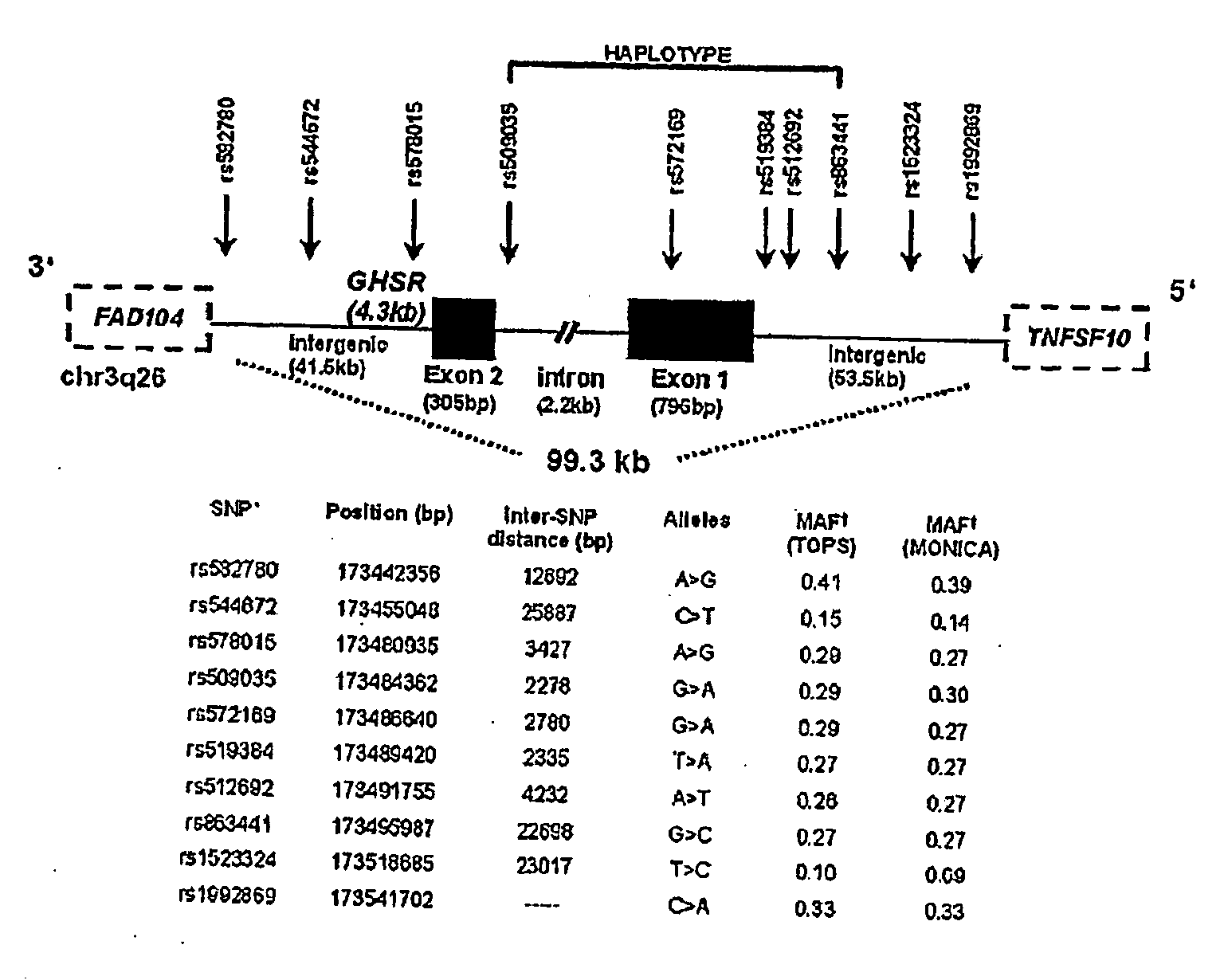 Polymorphic GHSR Nucleic Acids And Uses Thereof