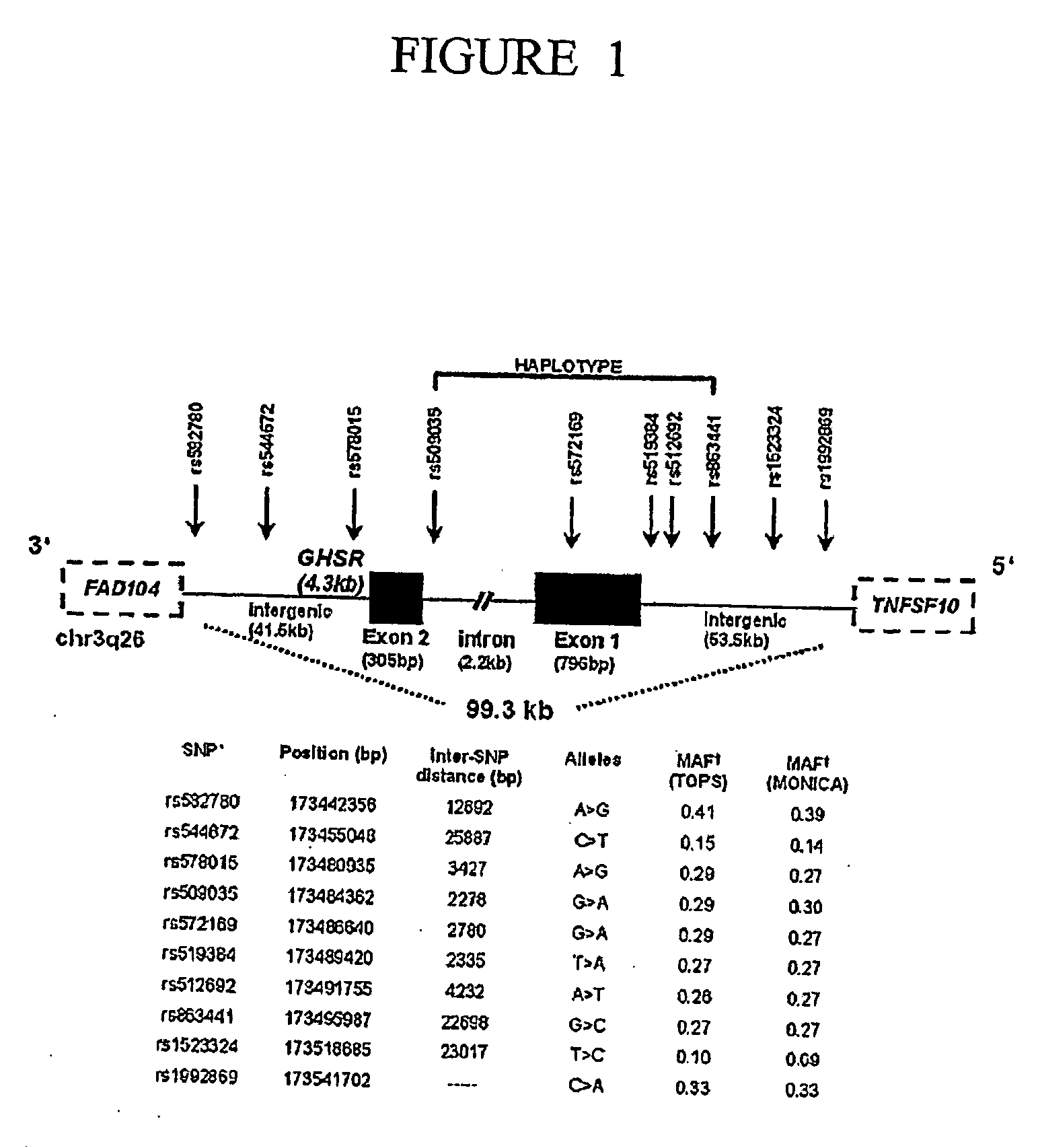 Polymorphic GHSR Nucleic Acids And Uses Thereof