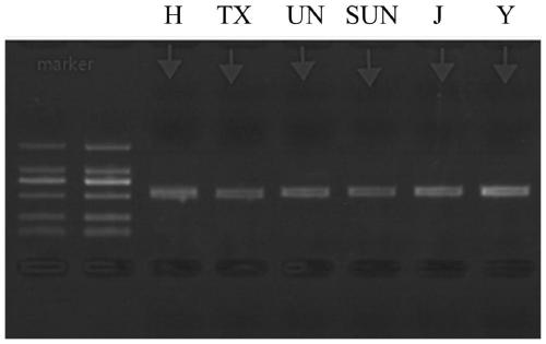 Method for identifying gnaphalium affine variety by utilizing psbA-trnH sequence