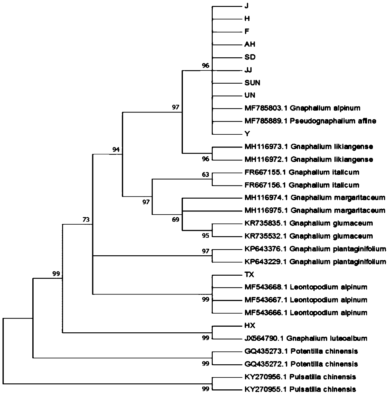 Method for identifying gnaphalium affine variety by utilizing psbA-trnH sequence