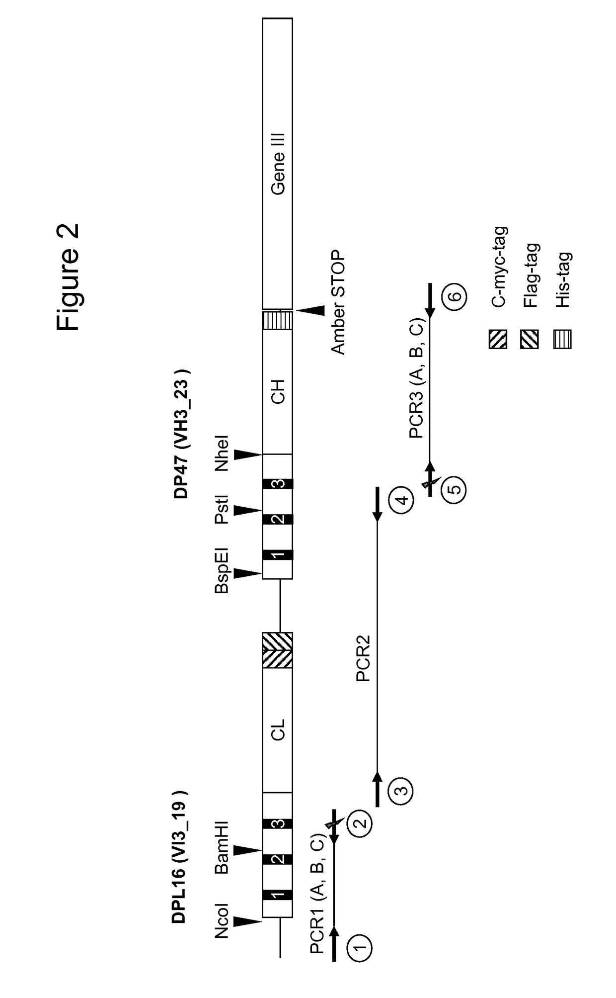 ASGPR antibodies and uses thereof