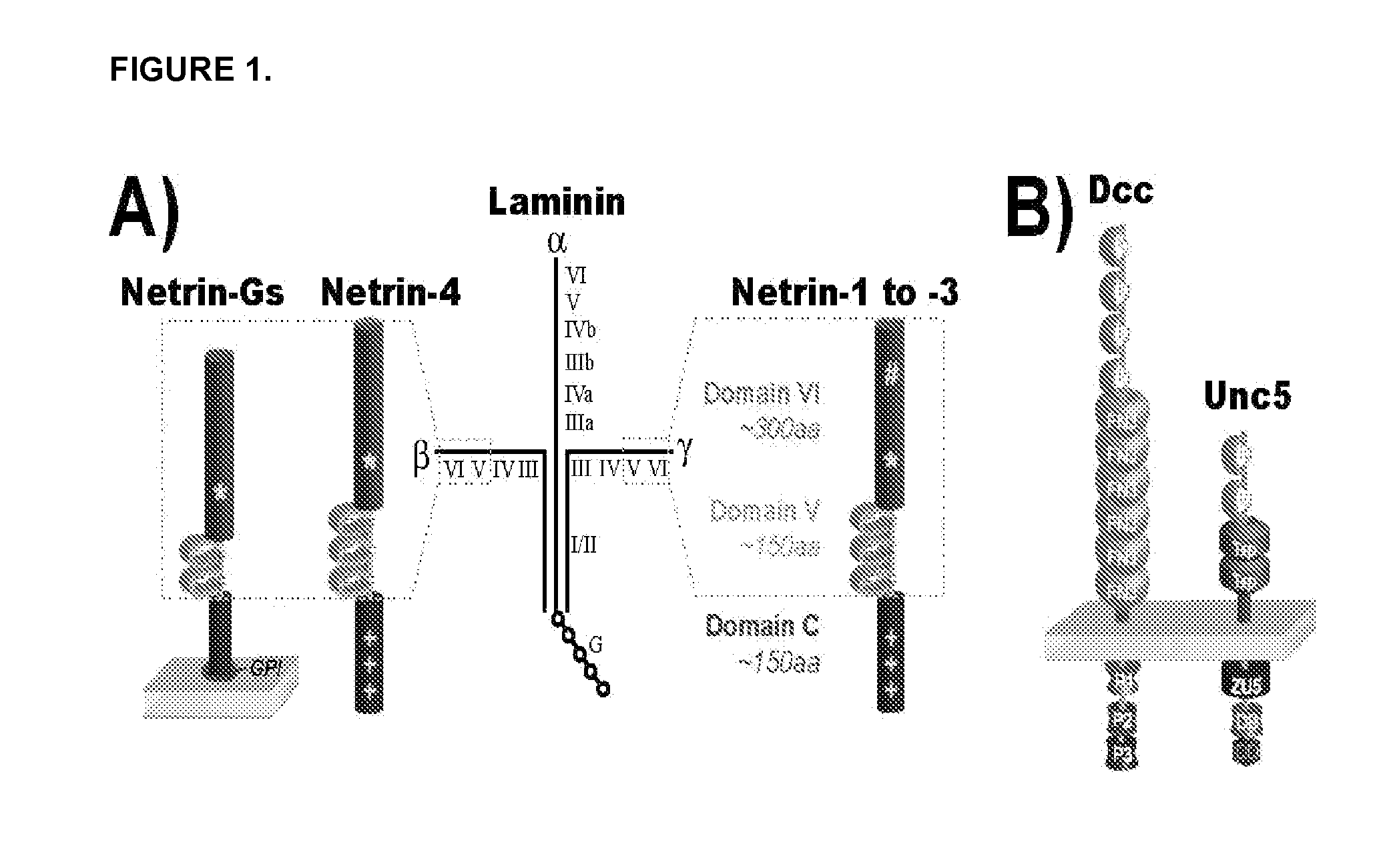 Novel netrin derivatives and uses thereof