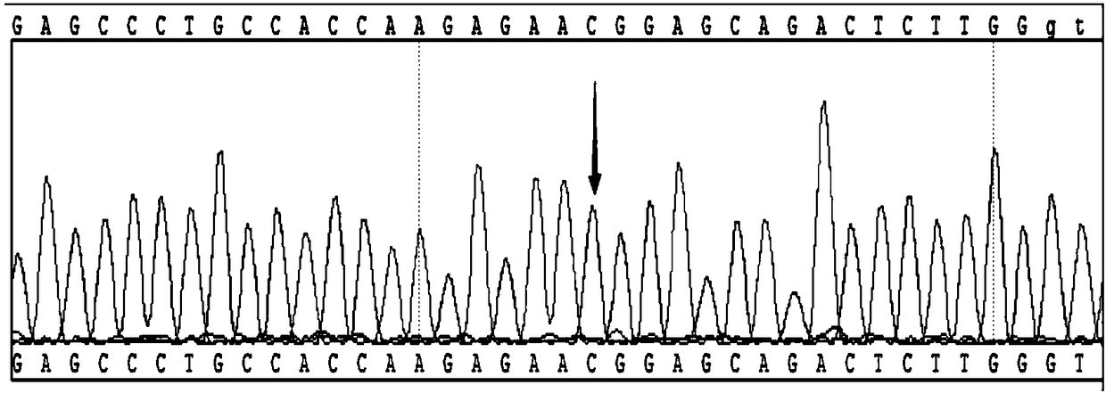 Method for detecting genotype of polymorphic sites of corneal dystrophy gene and its kit