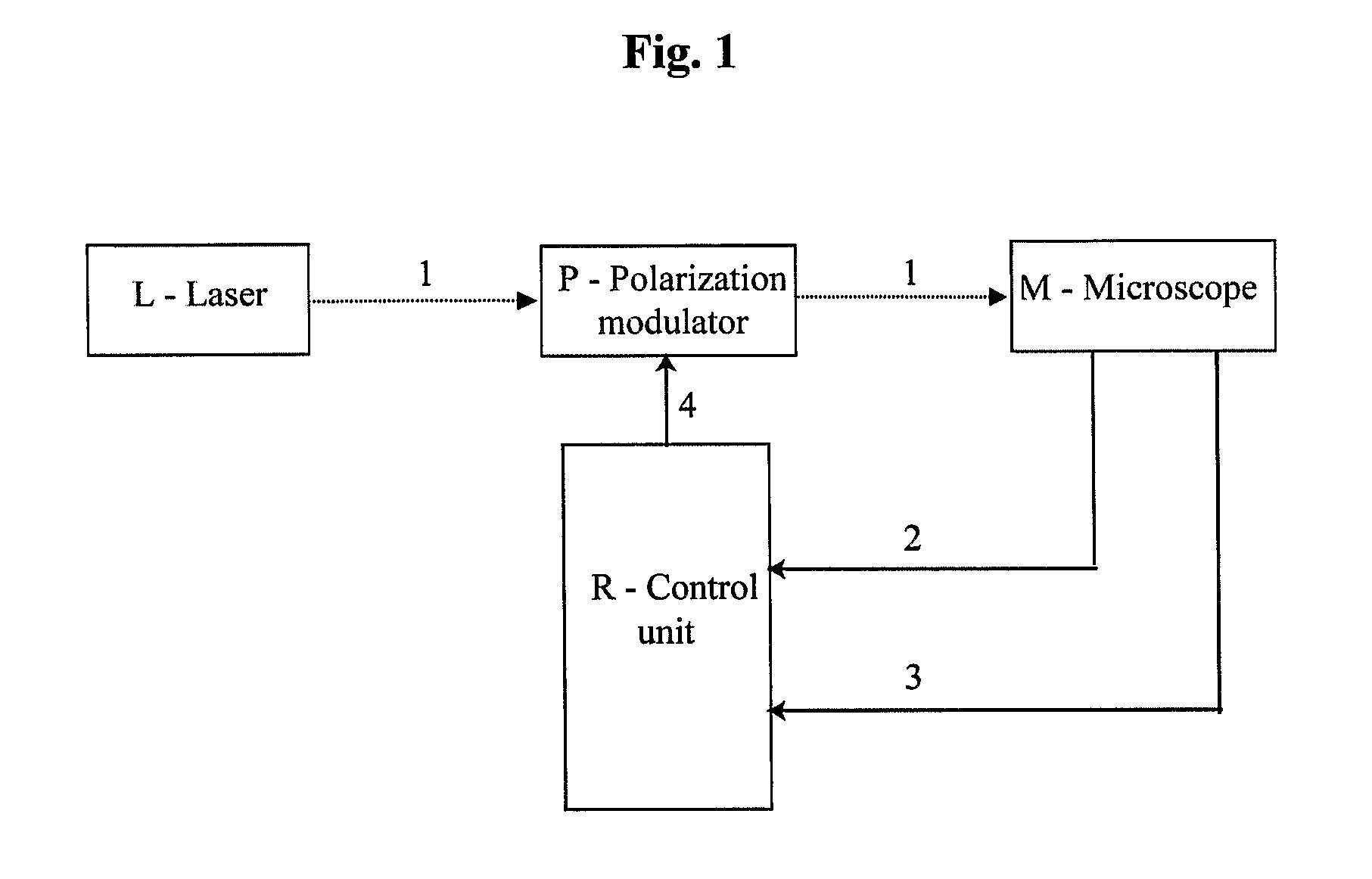 Method for obtaining structural and functional information on proteins, based on polarization fluorescence microscopy