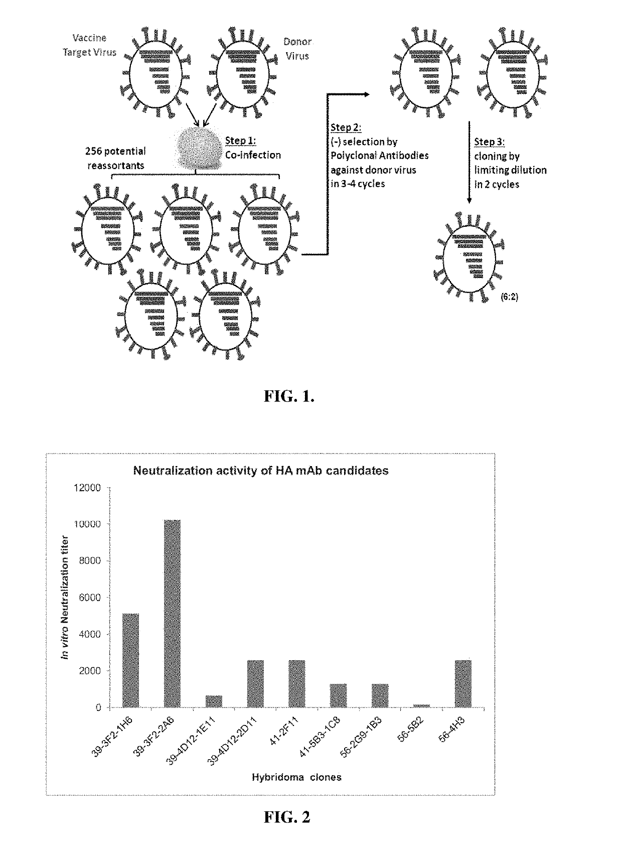 Hybrid influenza seed viruses, compositions thereof, and use thereof in the diagnosis or therapy of influenza