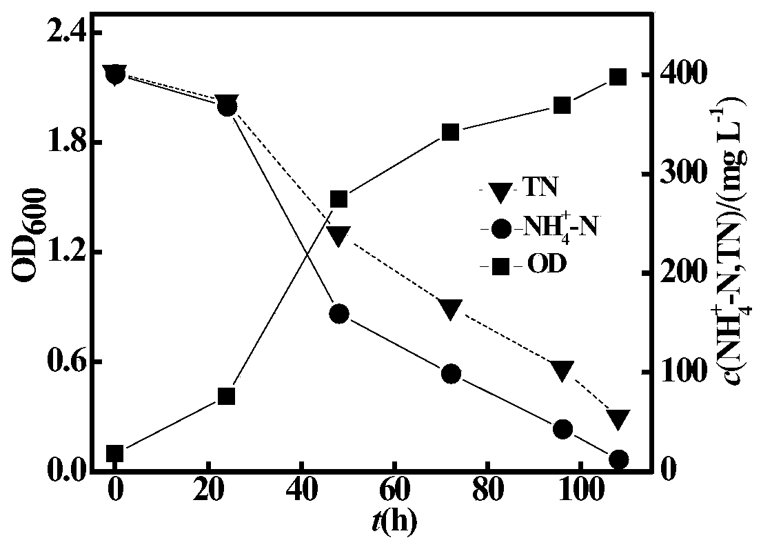 Heterotrophic nitrification-aerobic denitrification composite microbial inoculum with salt tolerance and high ammonia nitrogen tolerance, preparation and application thereof