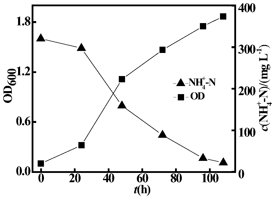 Heterotrophic nitrification-aerobic denitrification composite microbial inoculum with salt tolerance and high ammonia nitrogen tolerance, preparation and application thereof