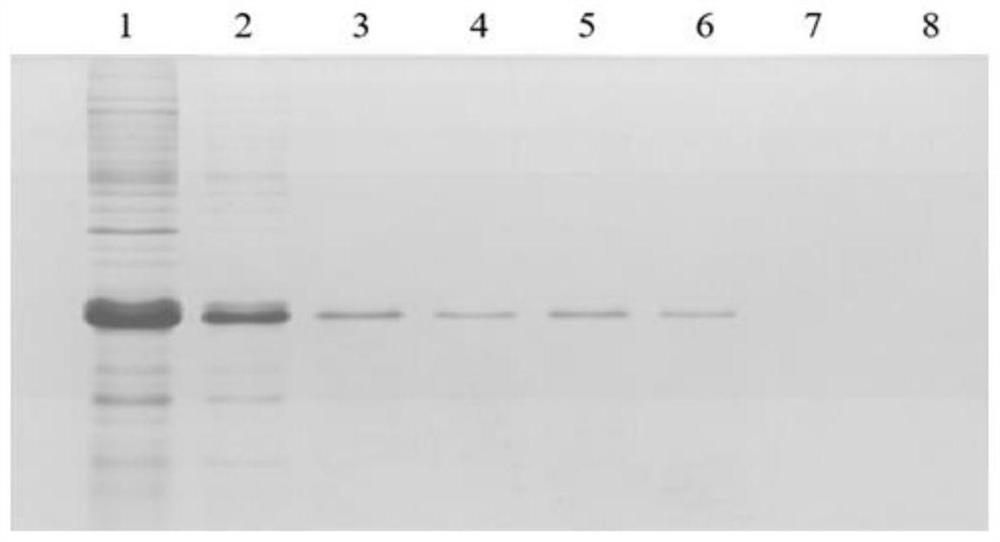 A kind of PD-L1 antibody and its extraction method