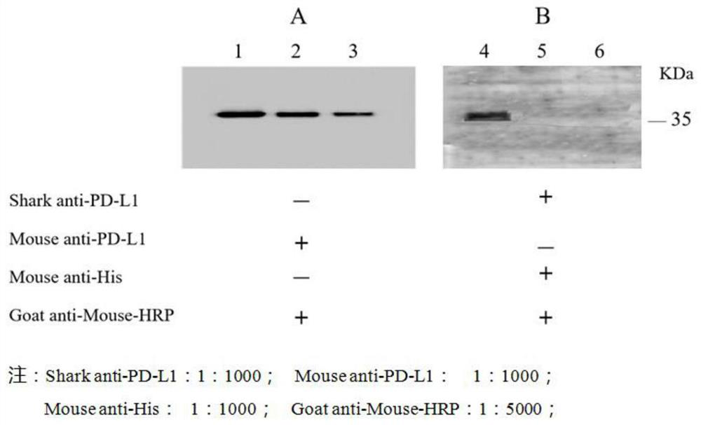 A kind of PD-L1 antibody and its extraction method