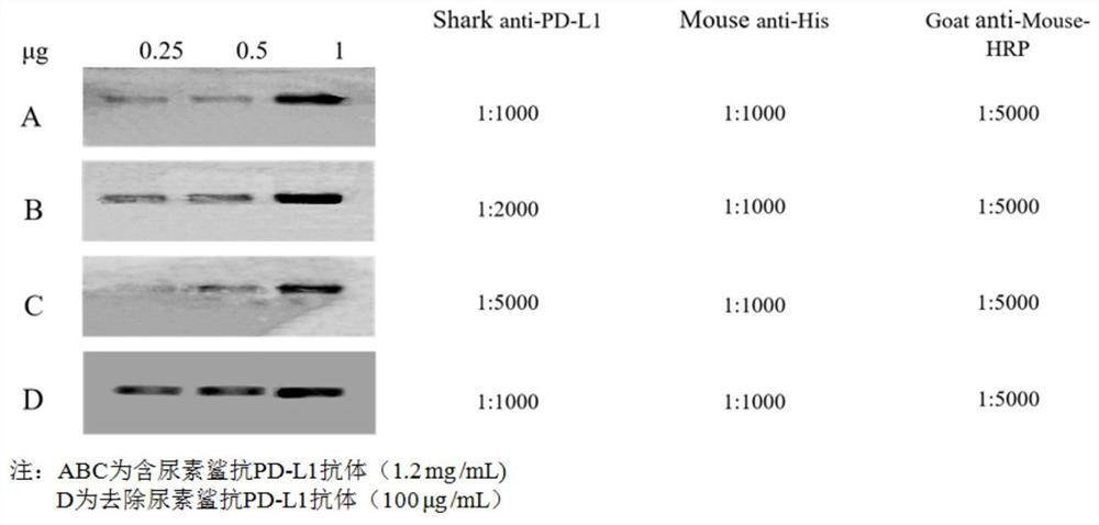 A kind of PD-L1 antibody and its extraction method