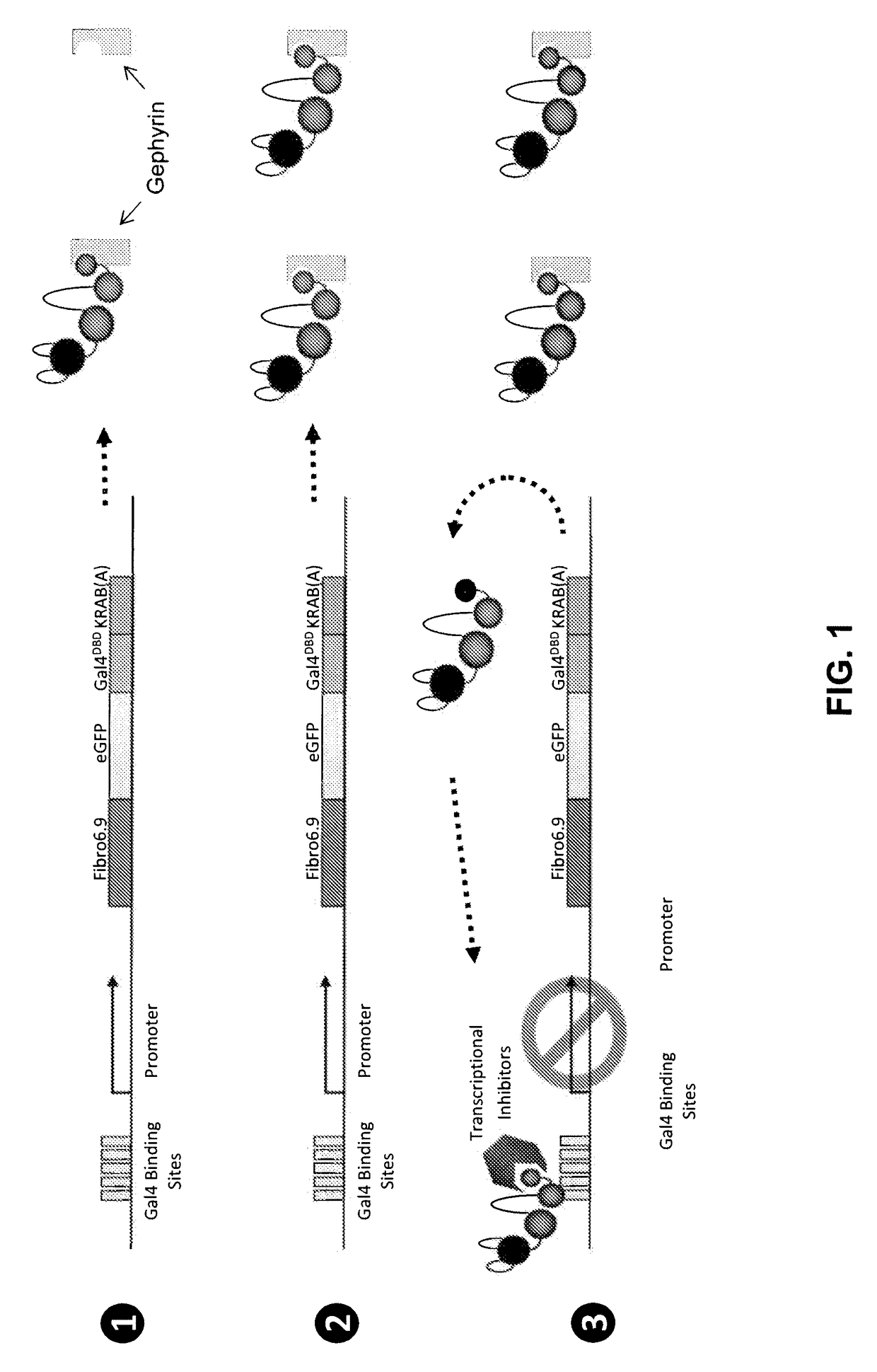 Antibody and antibody mimetic for visualization and ablation of endogenous proteins